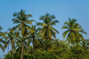 Noce di cocco alberi palme contro il blu cielo di India foto