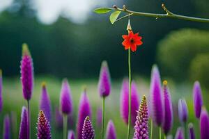 un' rosso fiore è in piedi nel davanti di un' campo di viola fiori. ai-generato foto