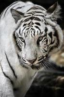 tigre bianca indonesia specie di tigre sumatera foto