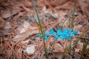 i fiori blu sono belli e risaltano sullo sfondo marrone. foto