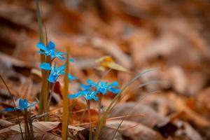 i fiori blu sono belli e risaltano sullo sfondo marrone. foto