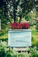 erica nel rustico di legno pentola nel verde giardino foto