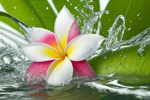 acqua spruzzo su plumeria fiore. sfondo. ai generativo professionista foto