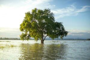 un' di grandi dimensioni, solitario albero si fermò nel il mezzo di il acqua, illuminato di morbido luce del sole. il sfondo è il sera blu cielo. foto