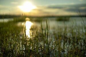 luce del sole colpi il superficie di il acqua, la creazione di circolare bokeh in mezzo il erba campo. foto