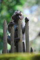 foresta delle scimmie di ubud a bali foto