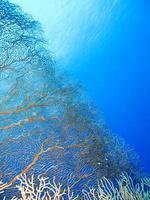 fantastico mondo sottomarino del mar rosso foto