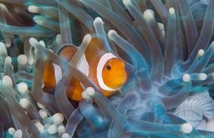 pesce pagliaccio. fantastico mondo sottomarino. foto