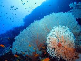 fantastico mondo sottomarino del mar rosso foto