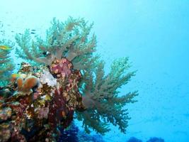 fantastico mondo sottomarino del mar rosso foto