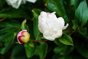la rosa di pentecoste bianco latte paeonia lactiflora foto