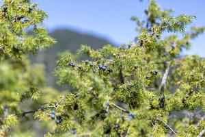 mazzetto di bacche di ginepro su un ramo verde in autunno foto