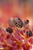 piccola coccinella sott'acqua foto