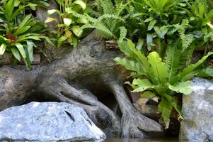 pianta e pietra con roccia nel natura giardino foto