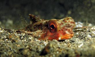 pesce cappone volante sul fondo del mare. foto