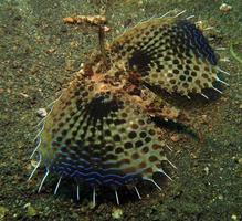 pesce cappone volante sul fondo del mare. foto