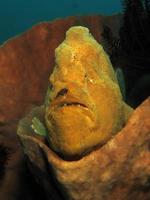 il pesce rana gigante si nasconde nelle spugne. foto