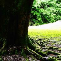 primavera estate sfondo con telaio di erba e le foglie su natura. succoso lussureggiante verde erba su prato nel mattina soleggiato leggero all'aperto, copia spazio, morbido messa a fuoco, defocus sfondo. foto