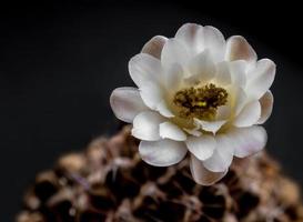 primo piano fiore di cactus gymnocalycium bianco e marrone delicato petalo foto