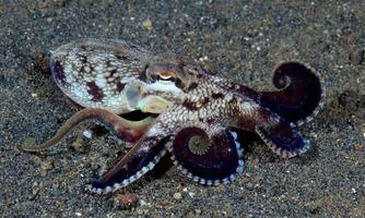 polpo al cocco sul fondo del mare nella notte. foto