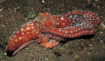 polpo notturno stellato sul fondo del mare nella notte. foto