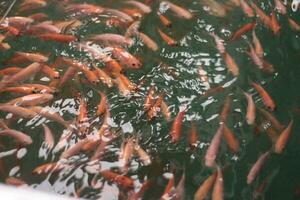 alimentazione rosso Tilapia pesce nel acquacoltura stagni su fattorie, foto