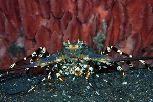 aragosta spinosa decorata che vive sotto una spugna. foto