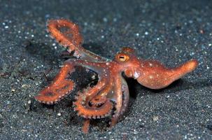 polpo notturno stellato sul fondo del mare nella notte. foto