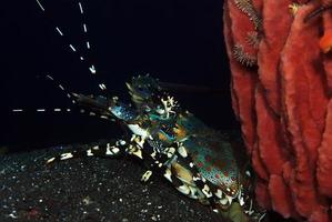 aragosta spinosa decorata che vive sotto una spugna. foto