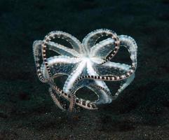 un raro polpo mimico nel mare di bali. foto