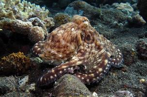 polpo diurno in una barriera corallina. foto