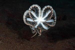 un raro polpo mimico nel mare di bali. foto