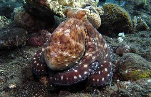 polpo diurno in una barriera corallina. foto