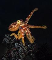 un raro polpo mototi nel mare di bali. foto