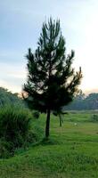mattina paesaggio Visualizza, pino albero nel il montagne foto