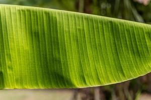 trama di foglie di banana foto
