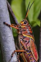 cavalletta di fede orientale, romalea microptera foto