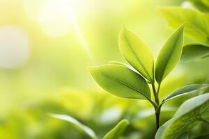 natura di verde foglia nel un' giardino nel estate sotto luce del sole. primavera sfondo. ai generato foto