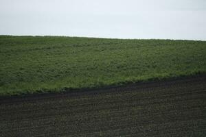 verde vigneto nel il nazione foto