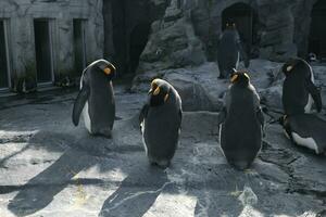 re pinguino nel polare regioni foto