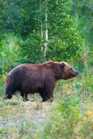 kamchatka Marrone orso nel naturale habitat, a piedi nel estate foresta. kamchatka penisola foto