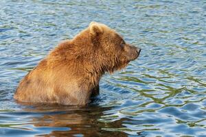 Affamato kamchatka Marrone orso in piedi nel acqua, guardare in giro nel ricerca di cibo - rosso salmone pesce foto