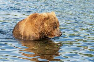 Affamato kamchatka Marrone orso in piedi nel fiume, guardare nel acqua nel ricerca di cibo rosso salmone pesce foto