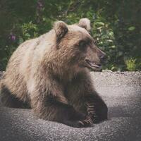 Affamato e arrabbiato selvaggio kamchatka Marrone orso bugie e Guarda lontano foto