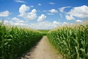 Mais campo e un' strada nel il mezzo di il immagine. sfondo con blu cielo e bianca nuvole. ai generato foto