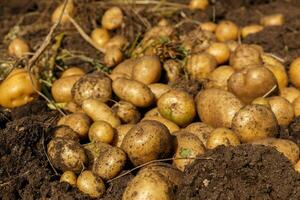 mucchio di di recente raccolto patate su campo. raccolta Patata radici a partire dal suolo nel fatti in casa giardino. foto