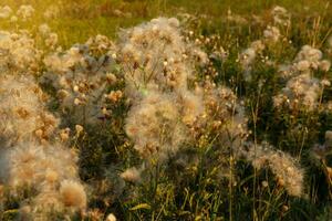 cirsium arvense. campo con sbiadito strisciante cardo. fiori selvatici nel il campo. strisciante cardo con soffice seme teste foto