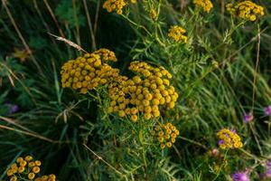 giallo fiori di tanaceto vulgare o tanaceto foto