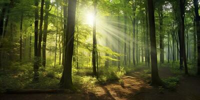 bellissimo raggi di luce del sole nel un' verde foresta. generativo ai foto