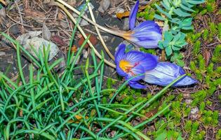 croco Serotino, il in ritardo croco, è un' specie di fioritura pianta nel il genere croco di il famiglia iridaceae foto